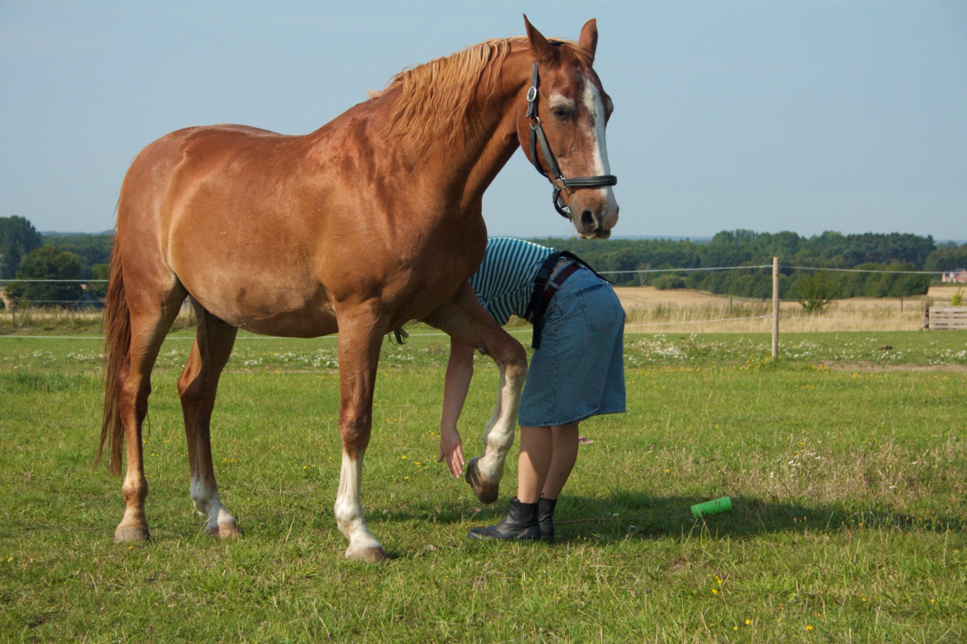 Løsning af problemstillinger med hest: Hestetræner Luna fra Frihedshesten træner løft af ben med rød hest på fold i Roskilde